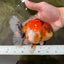 AAA Grade RARE Godzilla Calico Sakura Oranda Male 5.5 inches #051625OR_20