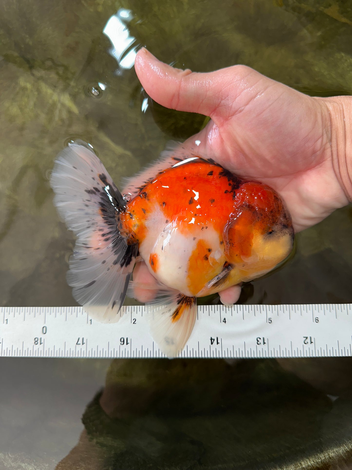 AAA Grade RARE Godzilla Calico Sakura Oranda Male 5.5 inches #051625OR_20