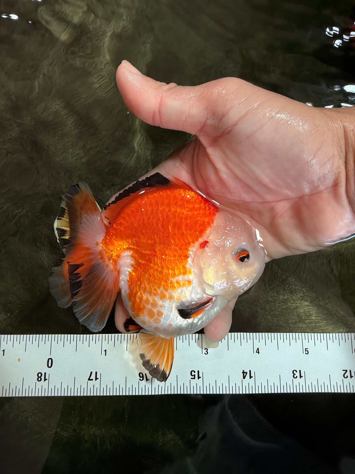 AAA Grade Red White Yuanbao Female 4-4.5 inches #080726YB_24