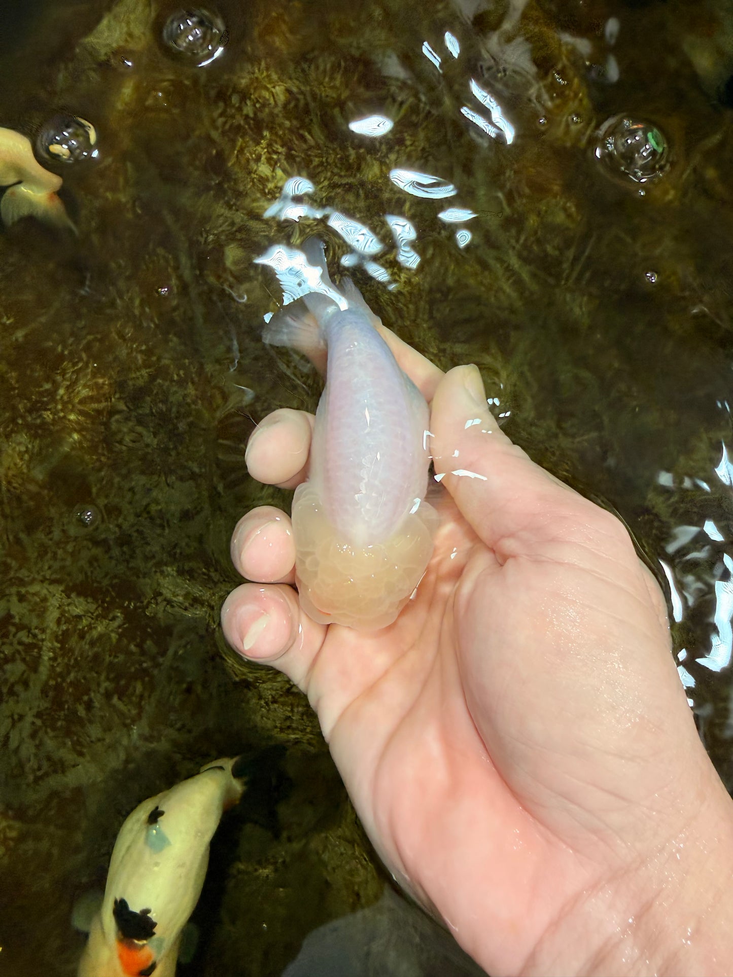 SNOW White Lionchu Female 4 inches #120525LC_11
