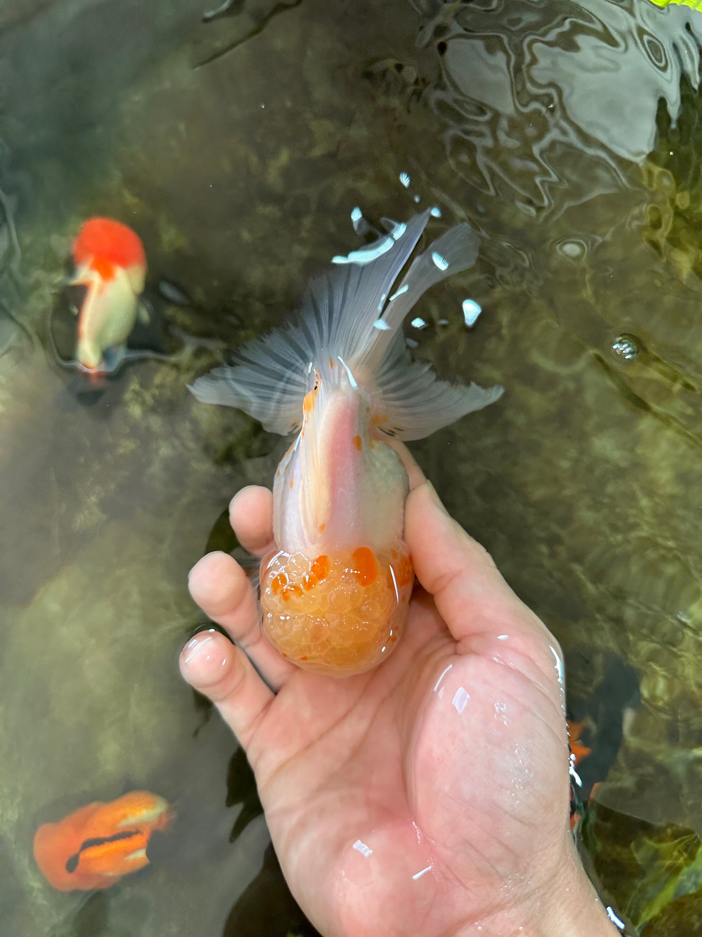 A Grade Cloudy White Oranda Male 5-5.5 inches #071125OR_12