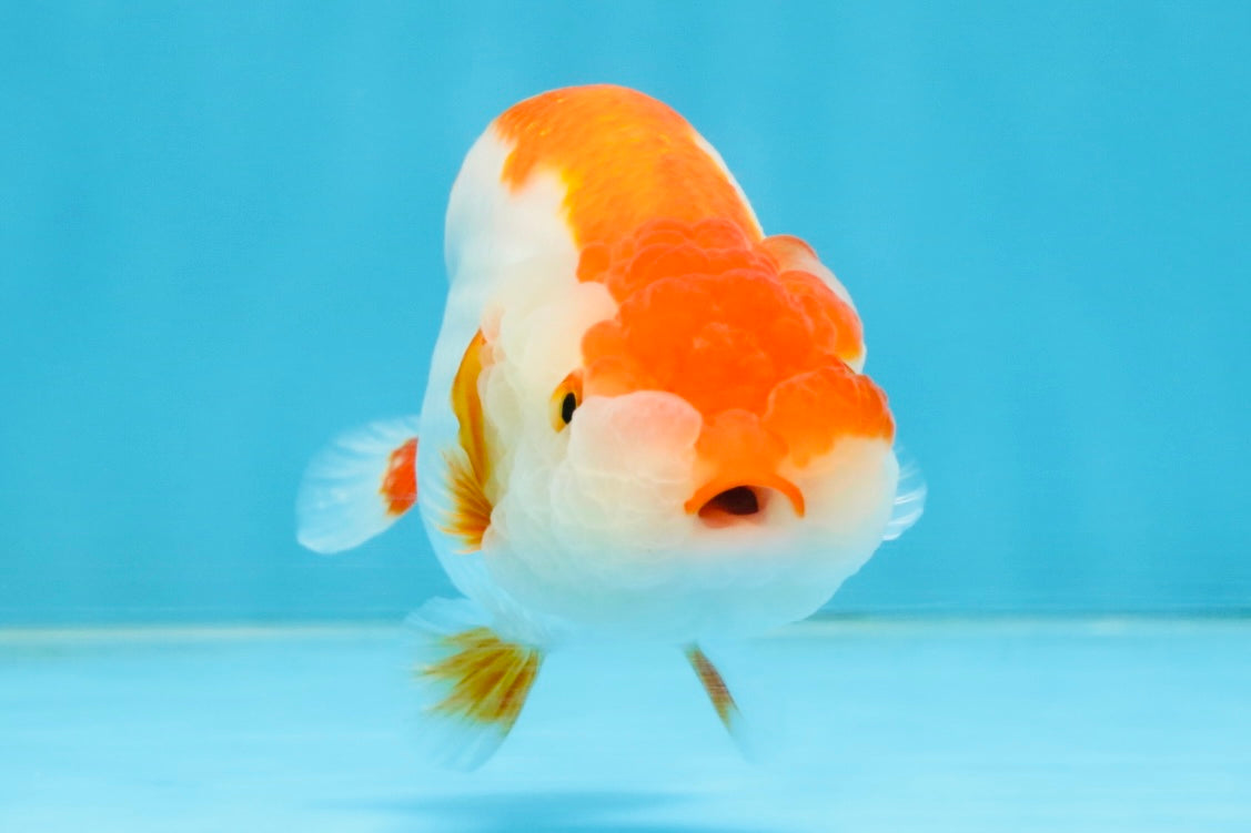 A Grade Red White LionQueen 4-4.5 inches #112125LC_11