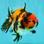 UNIQUE AAA Grade Tricolor Tiger Yuanbao Male 4.5-5 inches #080726YB_26