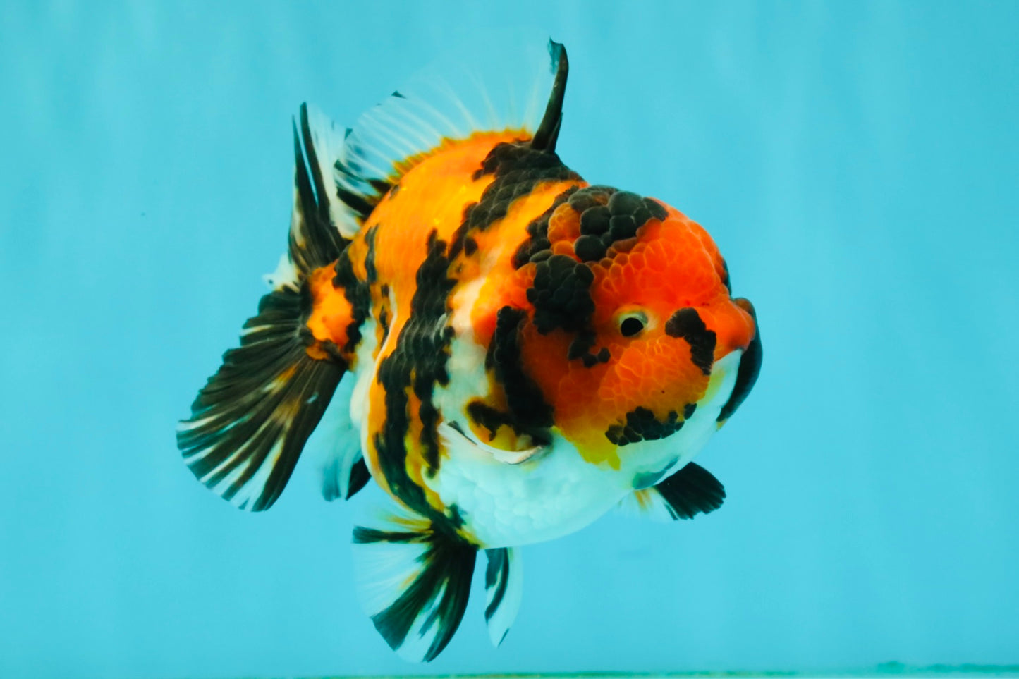 UNIQUE AAA Grade Tricolor Tiger Yuanbao Male 4.5-5 inches #080726YB_26