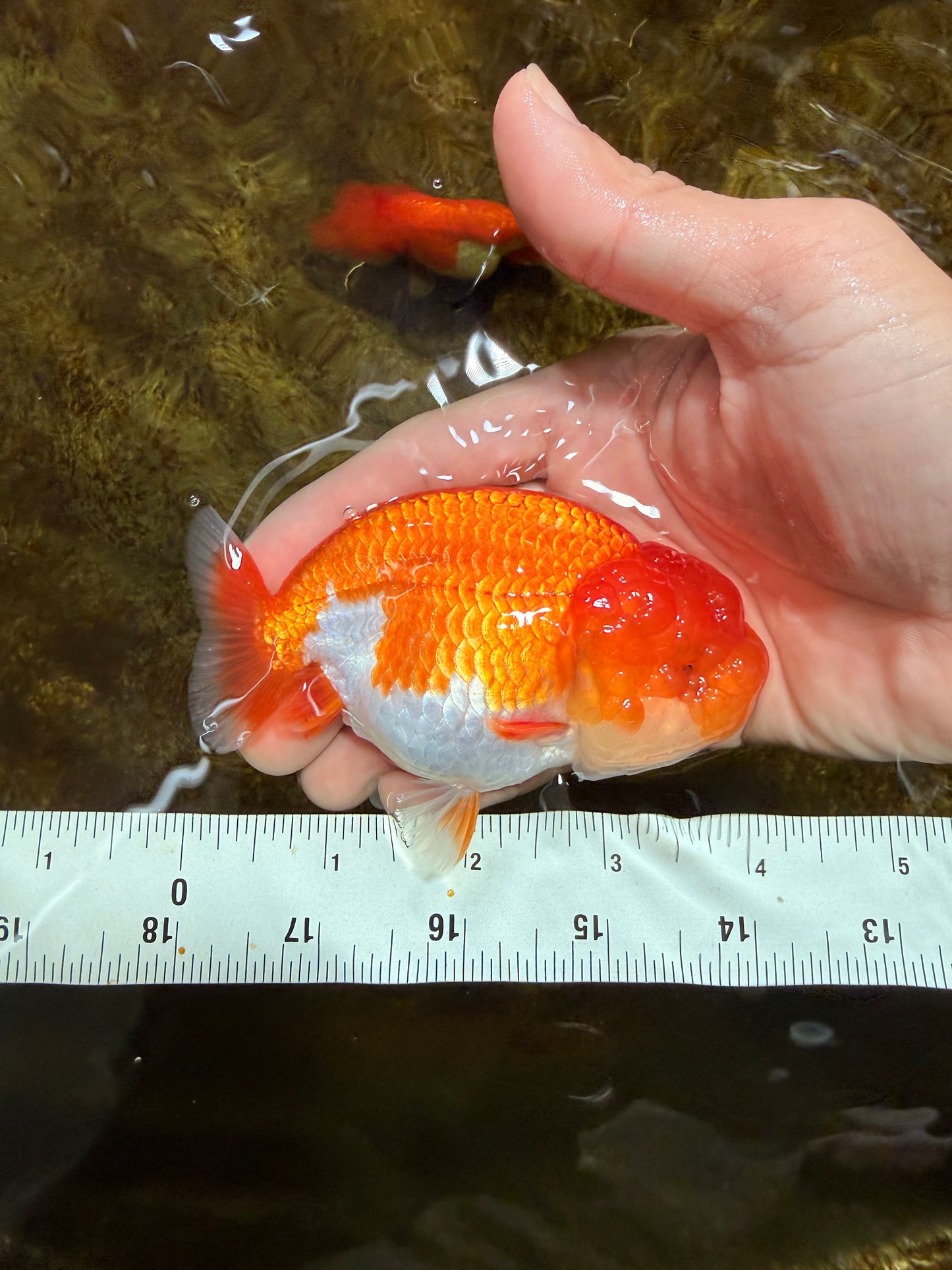 AAA Grade Red White LionQueen 4 inches #103125LC_22