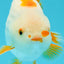 Orange White Lipstick Lionchu Male 4.5 inches #0607LC_19