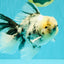 A Grade White Tiger Oranda Male 7 inches #082126OR_15