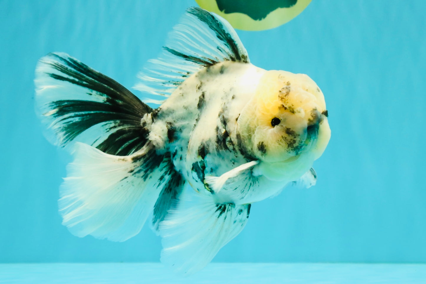 A Grade White Tiger Oranda Male 7 inches #082126OR_15