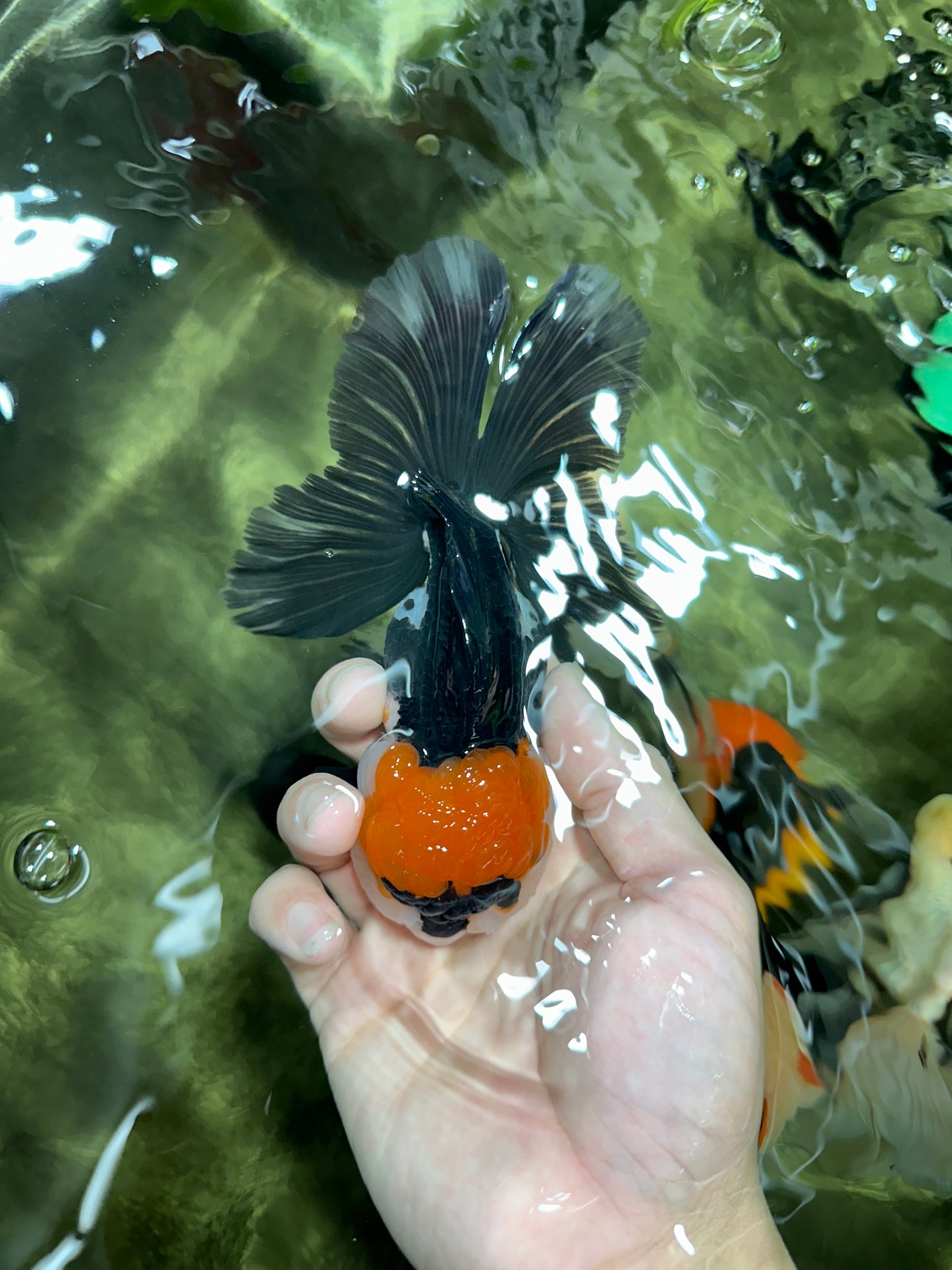 Tricolor Oranda Female 5.5 inches #111524OR_12