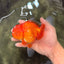 A Grade Red Oranda Male 5.5 inches #070626OR_21