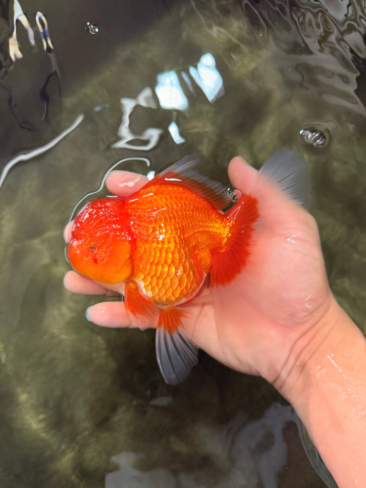 A Grade Red Oranda Male 5.5 inches #070626OR_21
