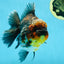 AAA Grade Godzilla Kirin Oranda Male 5.5 inches #050925OR_50
