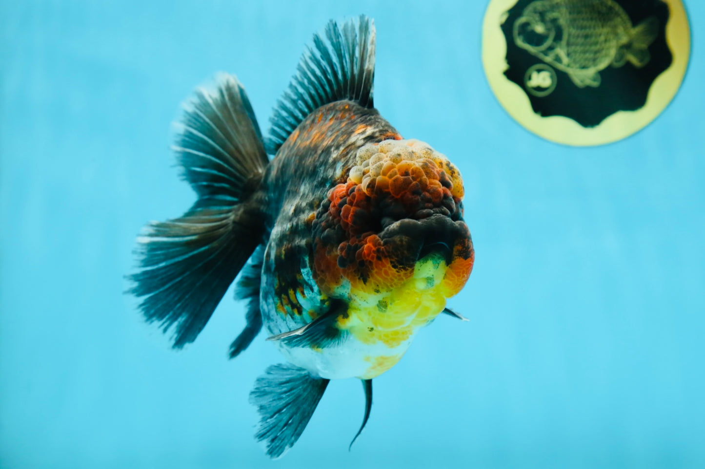 AAA Grade Godzilla Kirin Oranda Male 5.5 inches #050925OR_50