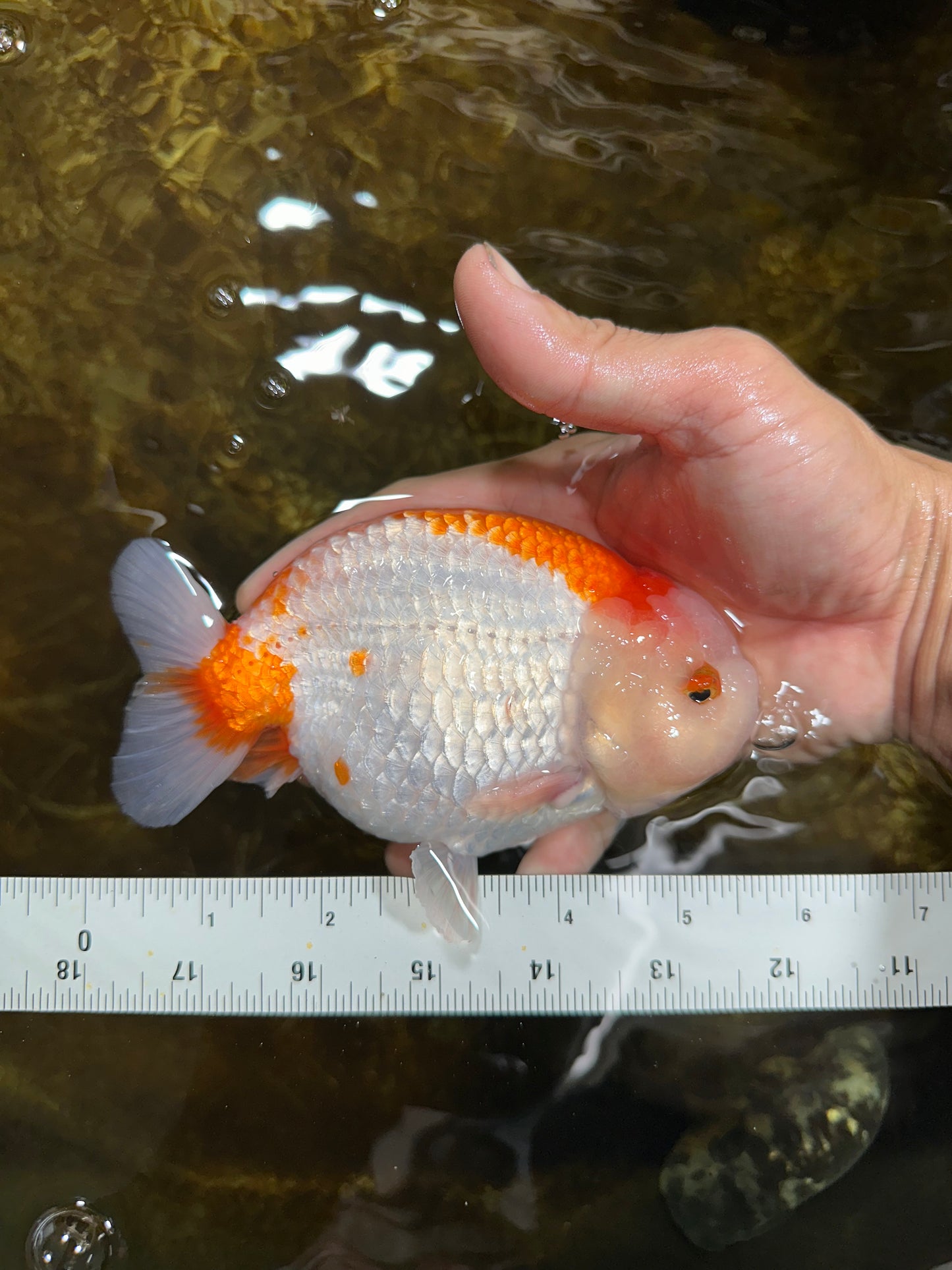 AAA Grade Red White LionKing 5.5 inches #082925LC_03