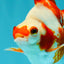 A Grade Red White Ryukin Female 4 inches #050126RK_03