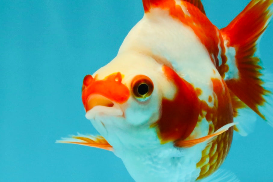 A Grade Red White Ryukin Female 4 inches #050126RK_03