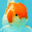 A Grade Kohaku Red White Oranda Male 5.5-6 inches #082126OR_02