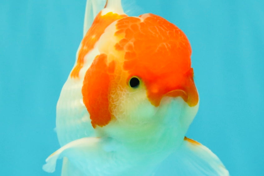 A Grade Kohaku Red White Oranda Male 5.5-6 inches #082126OR_02