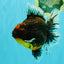 CHUNKY AAA Grade Tiger Oranda Male 6.5-7 inches #072426OR_01