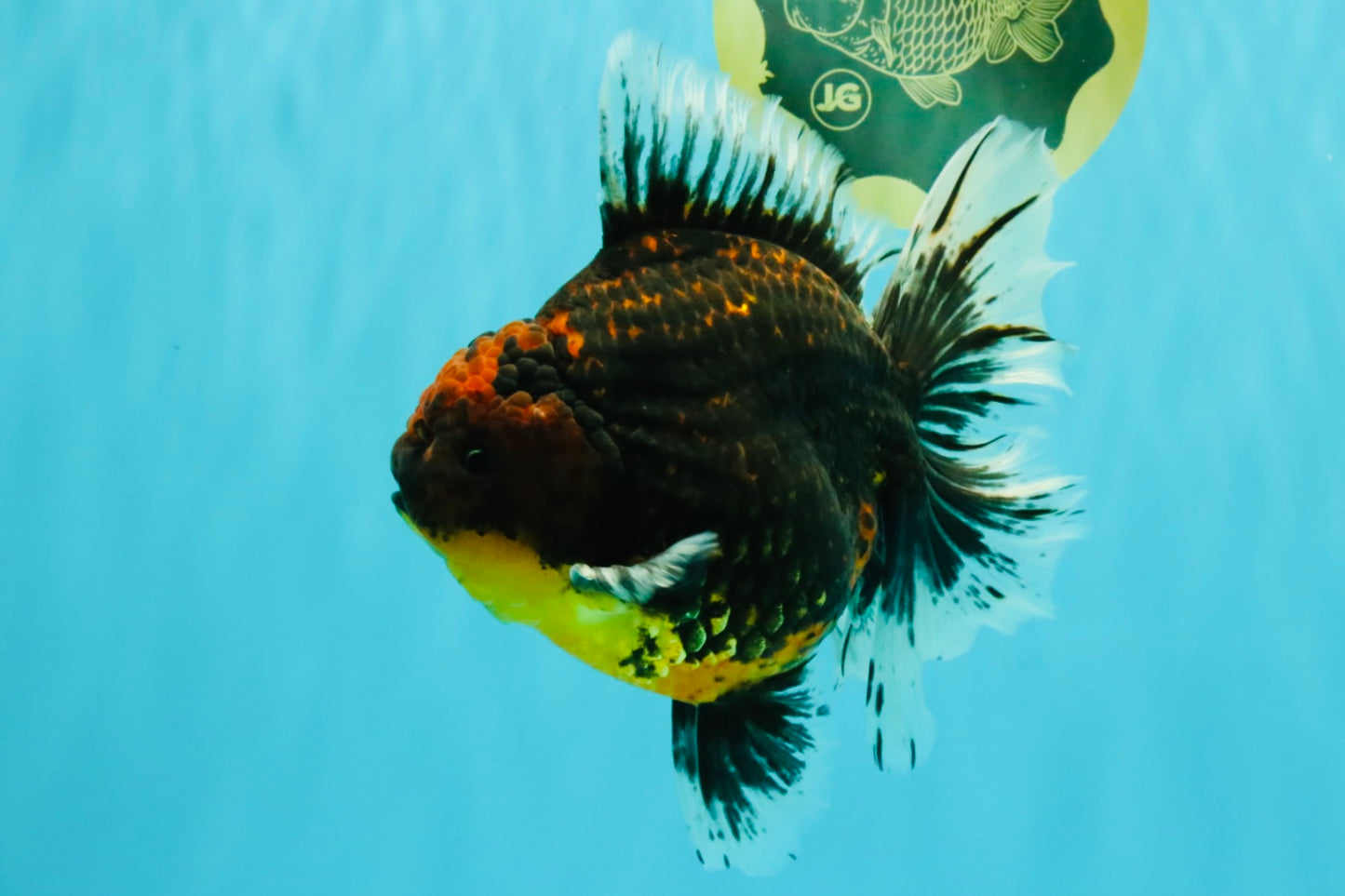 CHUNKY AAA Grade Tiger Oranda Male 6.5-7 inches #072426OR_01