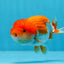 Red White Lionchu Male 3.5-4 inches #0906LC_03