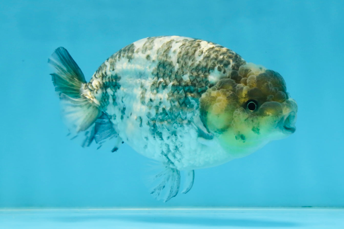 AAA Grade White Tiger LionQueen 5-5.5 inches #101025LC_17