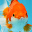 A Grade CHONKY Red White Oranda Female 6 inches #091925OR_09