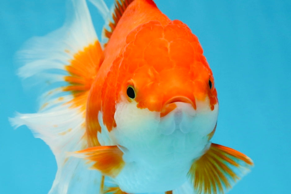 A Grade CHONKY Red White Oranda Female 6 inches #091925OR_09