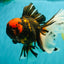A Grade Tiger Oranda Male 7.5-8 inches #101626OR_17