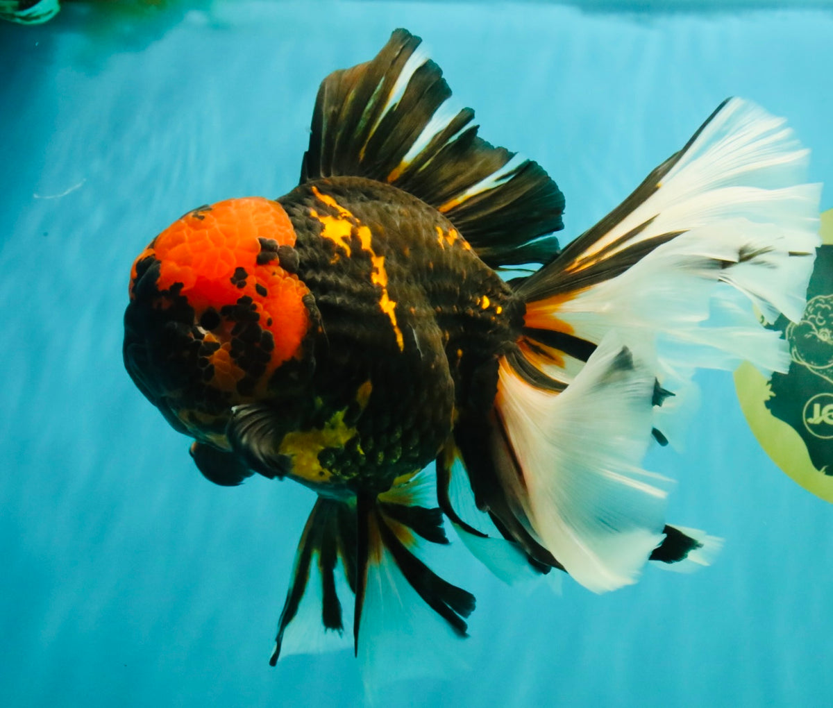 A Grade Tiger Oranda Male 7.5-8 inches #101626OR_17