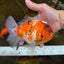 A Grade FANCY Sakura Oranda Male 6 inches #072525OR_16