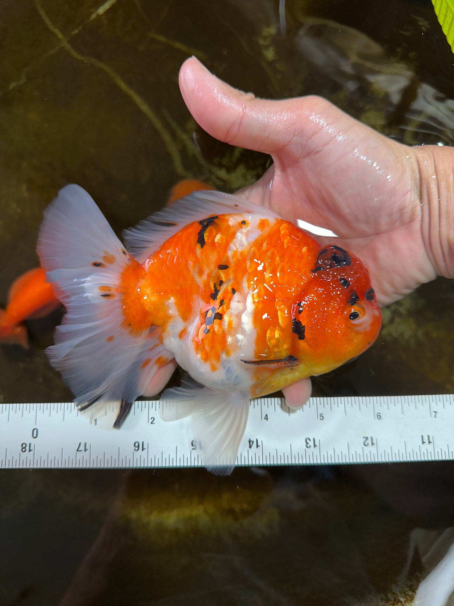 A Grade FANCY Sakura Oranda Male 6 inches #072525OR_16