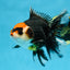 NEZHA Tricolor Oranda Female 5 inches #091925OR_08