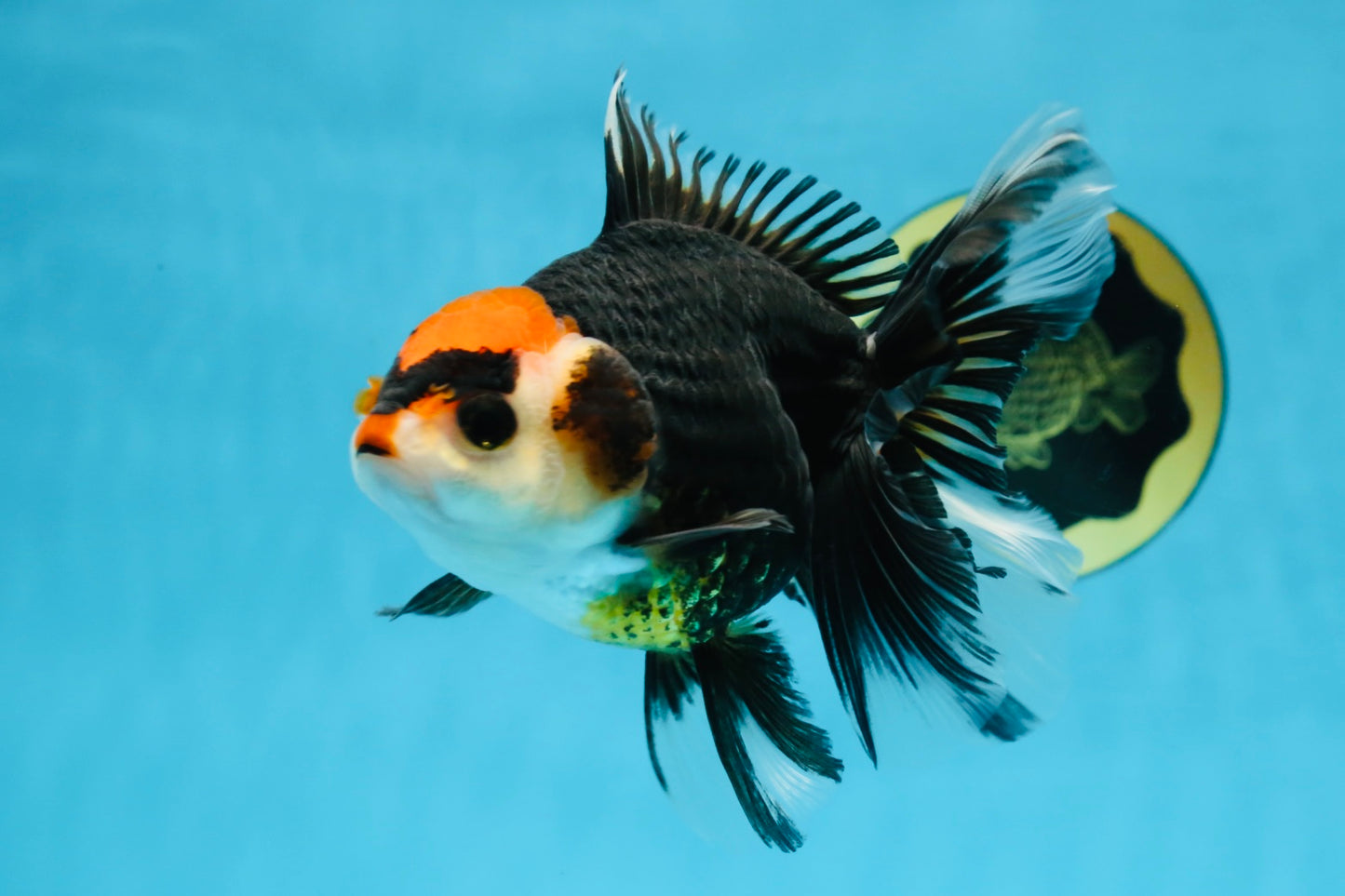 NEZHA Tricolor Oranda Female 5 inches #091925OR_08