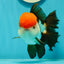 AAA Grade Cheeky Tricolor Oranda Male 5.5 inches #110124OR_15