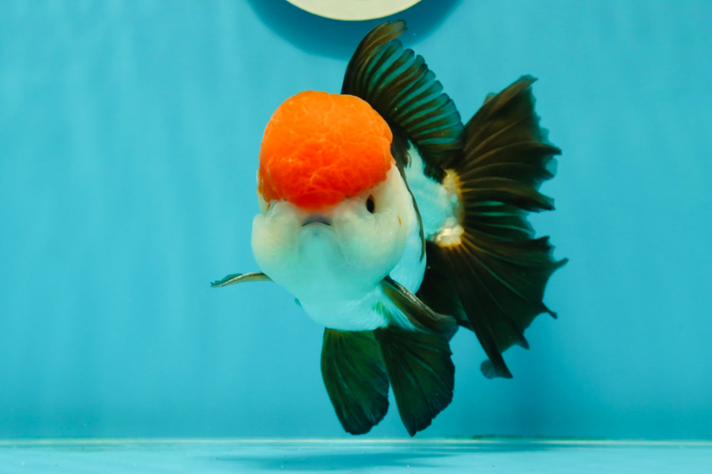 AAA Grade Cheeky Tricolor Oranda Male 5.5 inches #110124OR_15