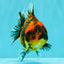 A Grade Tiger Oranda Female 5-5.5 inches #073126OR_20