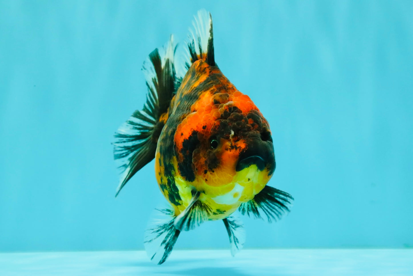 A Grade Tiger Oranda Female 5-5.5 inches #073126OR_20