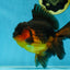 A Grade Apache Oranda Male 5.5-6 inches #060625OR_30