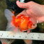 A Grade Jade Head Red White Oranda Male 5.5 inches #102326OR_07