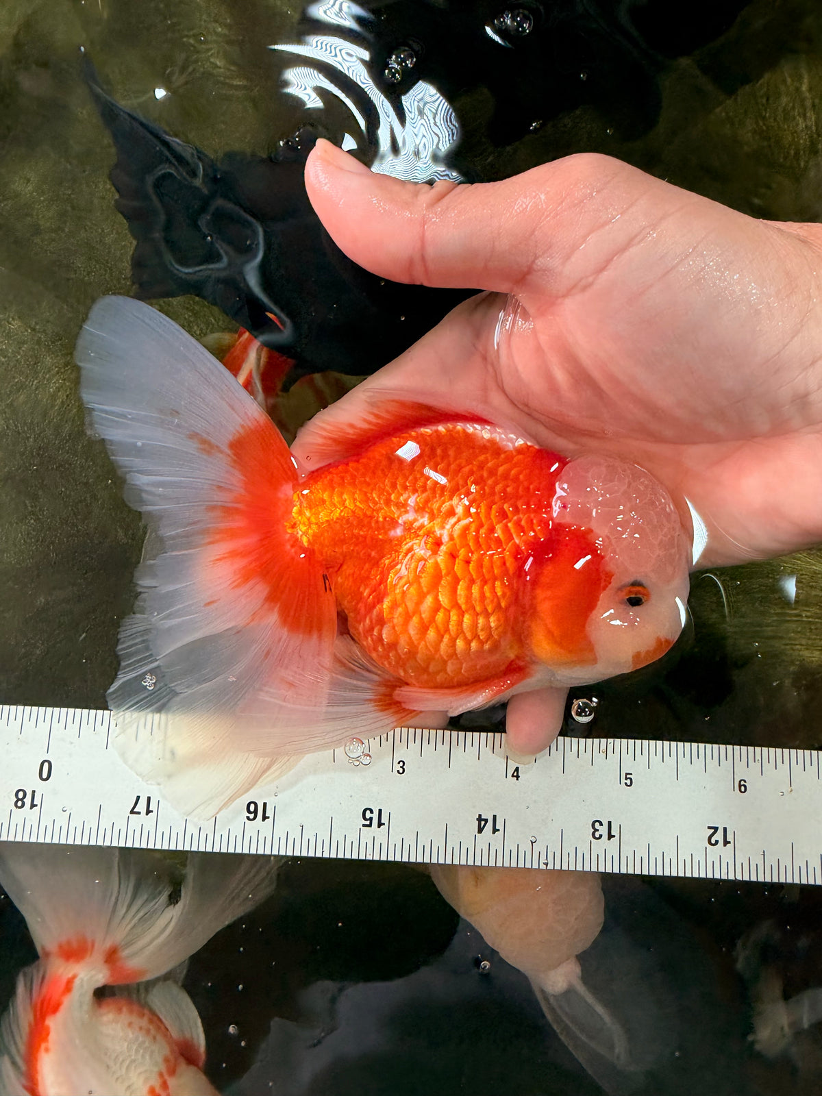 A Grade Jade Head Red White Oranda Male 5.5 inches #102326OR_07