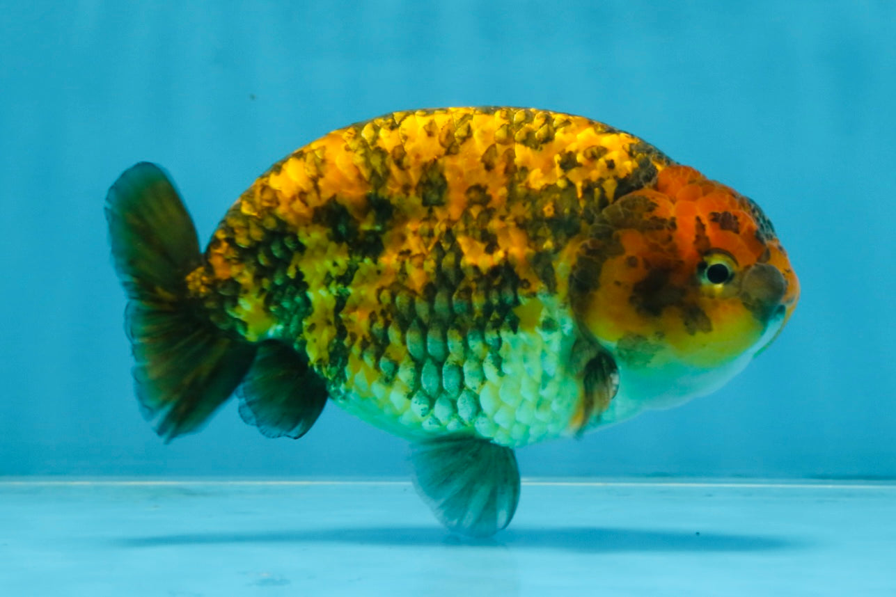 A Grade Tiger LionKing 5 inches #103125LC_14