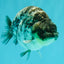 CHUBBY AAA Grade White Tiger Ranchu Male 4.5-5 inches #073126RC_10