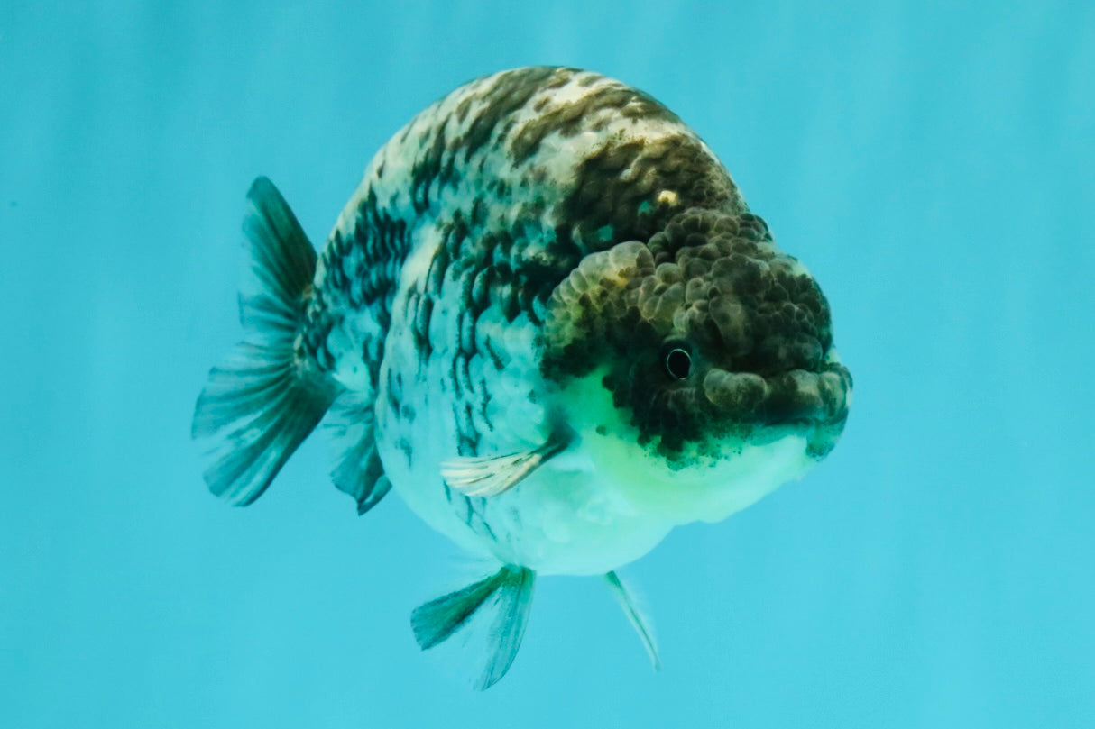 CHUBBY AAA Grade White Tiger Ranchu Male 4.5-5 inches #073126RC_10