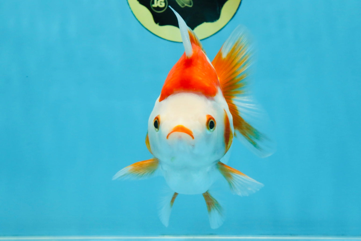 A Grade Red White Ryukin Female 5-5.5 inches #111425RK_07