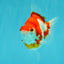 A Grade Red White Ryukin Female 4 inches #050126RK_04