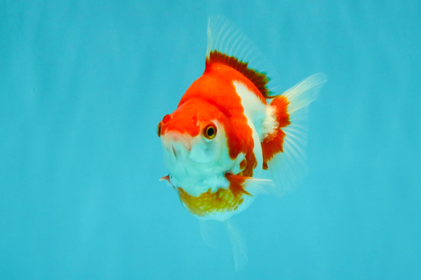 A Grade Red White Ryukin Female 4 inches #050126RK_04