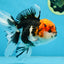 A Grade SUPER WEN Tricolor Oranda Female 6-6.5 inches #072525OR_22