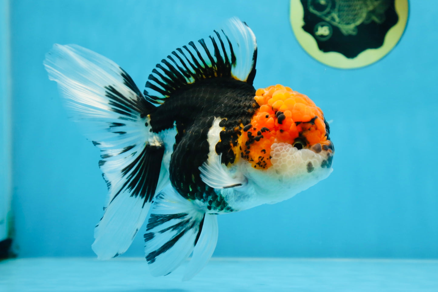 A Grade SUPER WEN Tricolor Oranda Female 6-6.5 inches #072525OR_22