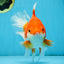 A Grade CHONKY Red White Oranda Female 6 inches #091925OR_09
